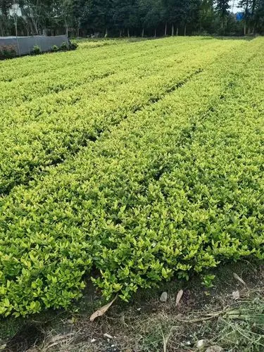 kaiyun电竞平台：游戏原画的尺寸和像素是多少
